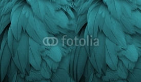 Aqua Feathers