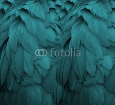 Fototapety Aqua Feathers