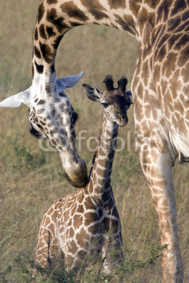 female giraffe bent over the baby