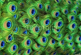 Naklejki Peacock Feathers