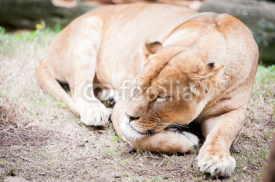 Fototapety Lionne en train de dormir