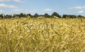 Naklejki Gold wheat.