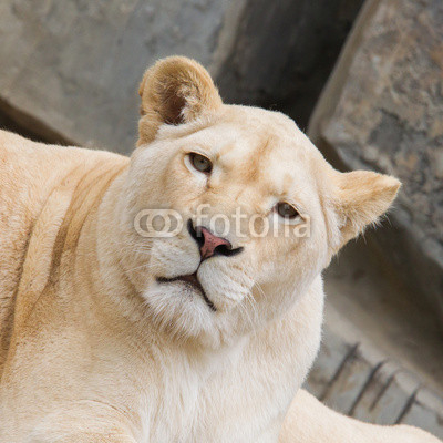 Female African white lion resting