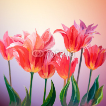 Fototapety Tulips. Spring flowers invitation template card