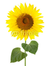 Obrazy i plakaty Sonnenblume mit Stiel