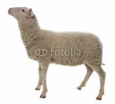 Fototapety sheep isolated on white background