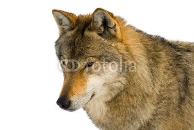 European gray wolf (Canis lupus lupus) isolated