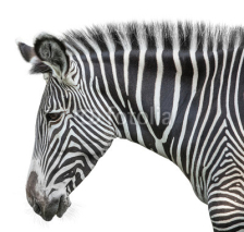 Naklejki portrait of zebra