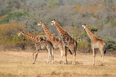 Small herd of giraffes in the African savanna