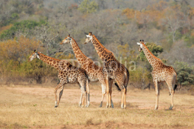 Naklejki Small herd of giraffes in the African savanna