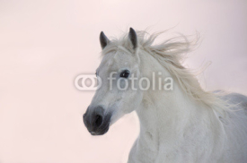 Naklejki White Arabian horse runs on sunset background