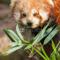 Naklejki The Red Panda, Firefox or Lesser Panda