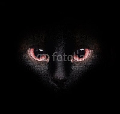 Eyes of a wild black siamese cat hiding in the darkness