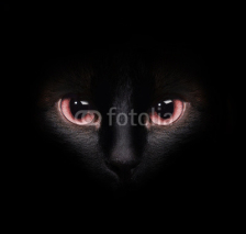 Naklejki Eyes of a wild black siamese cat hiding in the darkness