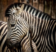 Naklejki Close-up of a zebra