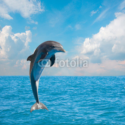 one jumping dolphins