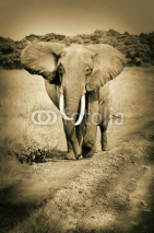 Fototapety african elephant walking on the road - masai mara - sepia