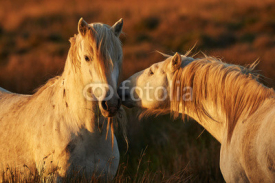 Naklejki Two white horses of Camargue