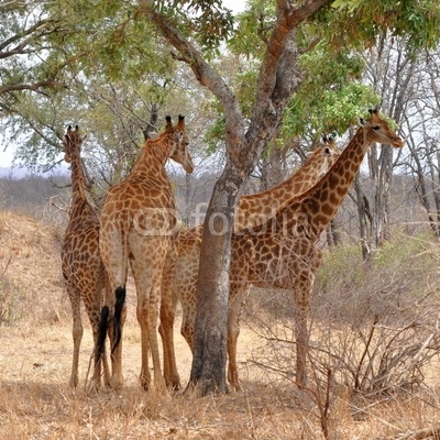 four giraffes resting under tree,Kruger NP