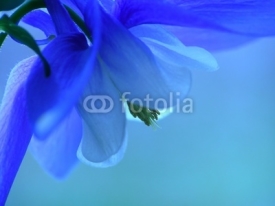Fototapety blue spring flower
