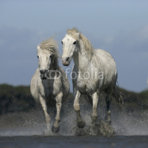 Fototapety Camargue white horse