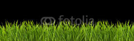 Naklejki Grass on a black background