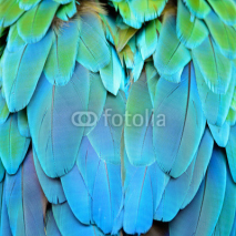 Naklejki Harlequin Macaw feathers