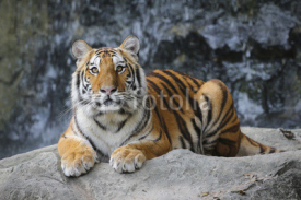 Naklejki Sumatran tiger