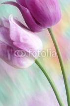 Naklejki dreamy tulips