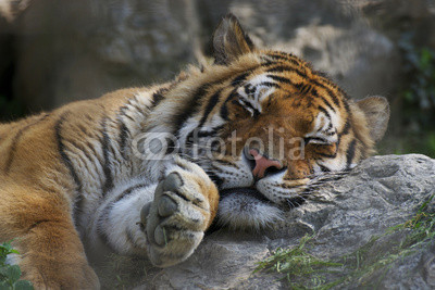 Tigre in relax