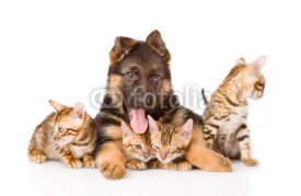 Obrazy i plakaty german shepherd puppy lying with bengal kittens. isolated on whi