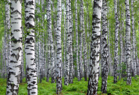 Naklejki nice summer birch forest