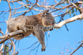 Naklejki koala tree