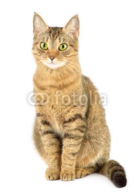 Cat isolated on white
