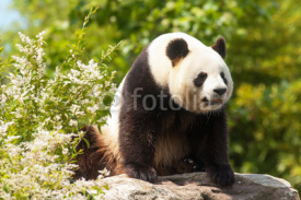 Fototapety Panda géant