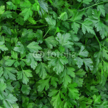 Naklejki Herb of parsley