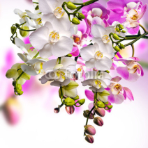 Naklejki Wellness: Orchideen
