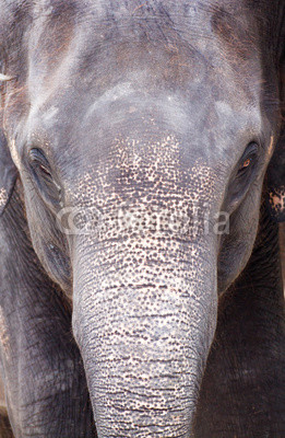 Asian elephant head in thailand