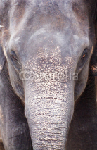 Naklejki Asian elephant head in thailand