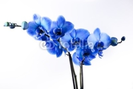 Fototapety Orchidée Bleue