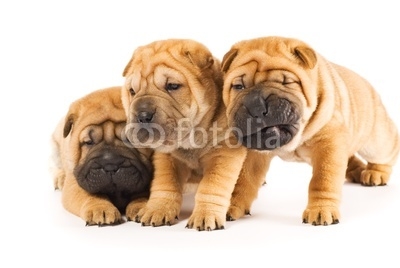 Beautiful sharpei puppies isolated on white background