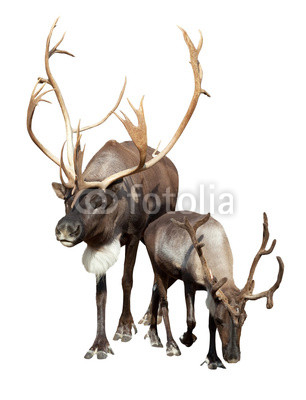 Two  caribou