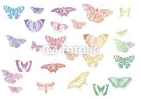 Fototapety set of different butterflies