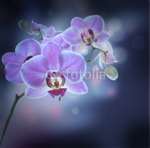 Fototapety Floral background of tropical orchids