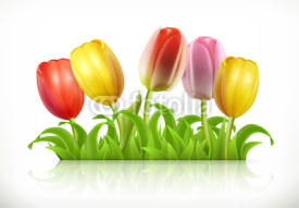 Tulips flowers and spring grass, 3d vector icon