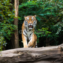 Obrazy i plakaty Tiger