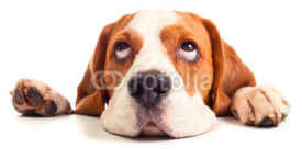 Naklejki beagle head isolated on white