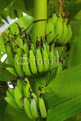 Banana tree with a bunch of bananas