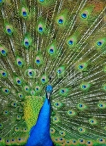 Naklejki Peacock Tailfeathers