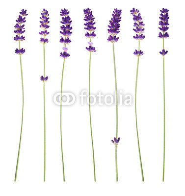 lavender flowers